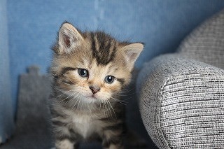 スコティッシュフォールド 子猫 ブリーダー 猫