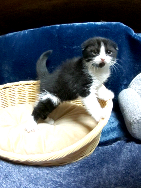 ねこごこち、スコティッシュ、,可愛い、子猫、