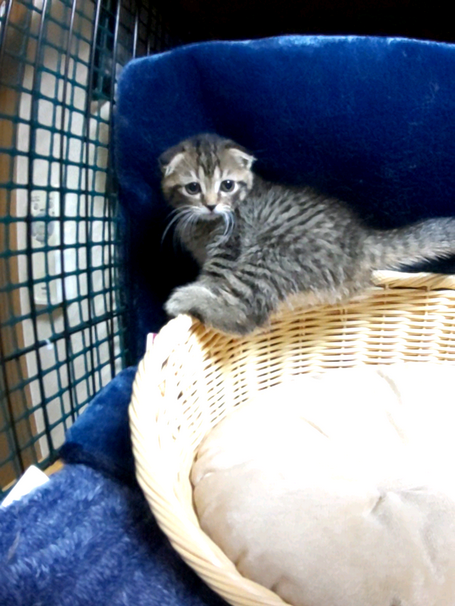 ねこごこち、スコティッシュ、,可愛い、子猫、