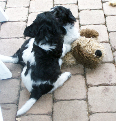 Charly und Linus beim Ringkampf