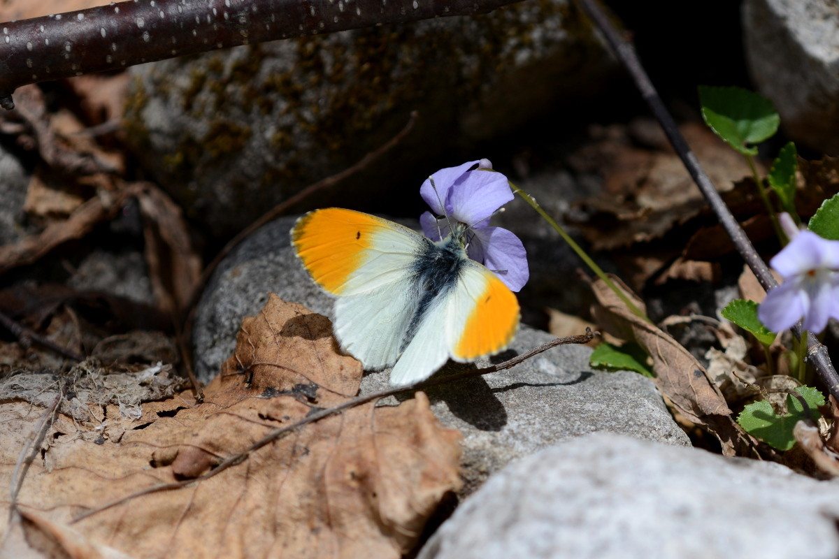 クモマツマキチョウ ♂ クモマツマキチョウ_20468 - 岐阜県公式