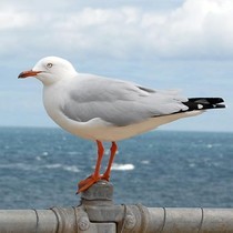 Adult Silver Gull