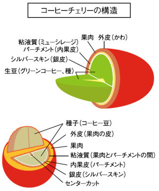 Coffee History Amano Coffee Roasters アマノコーヒー Coffee History Amano Coffee Roasters アマノコーヒー