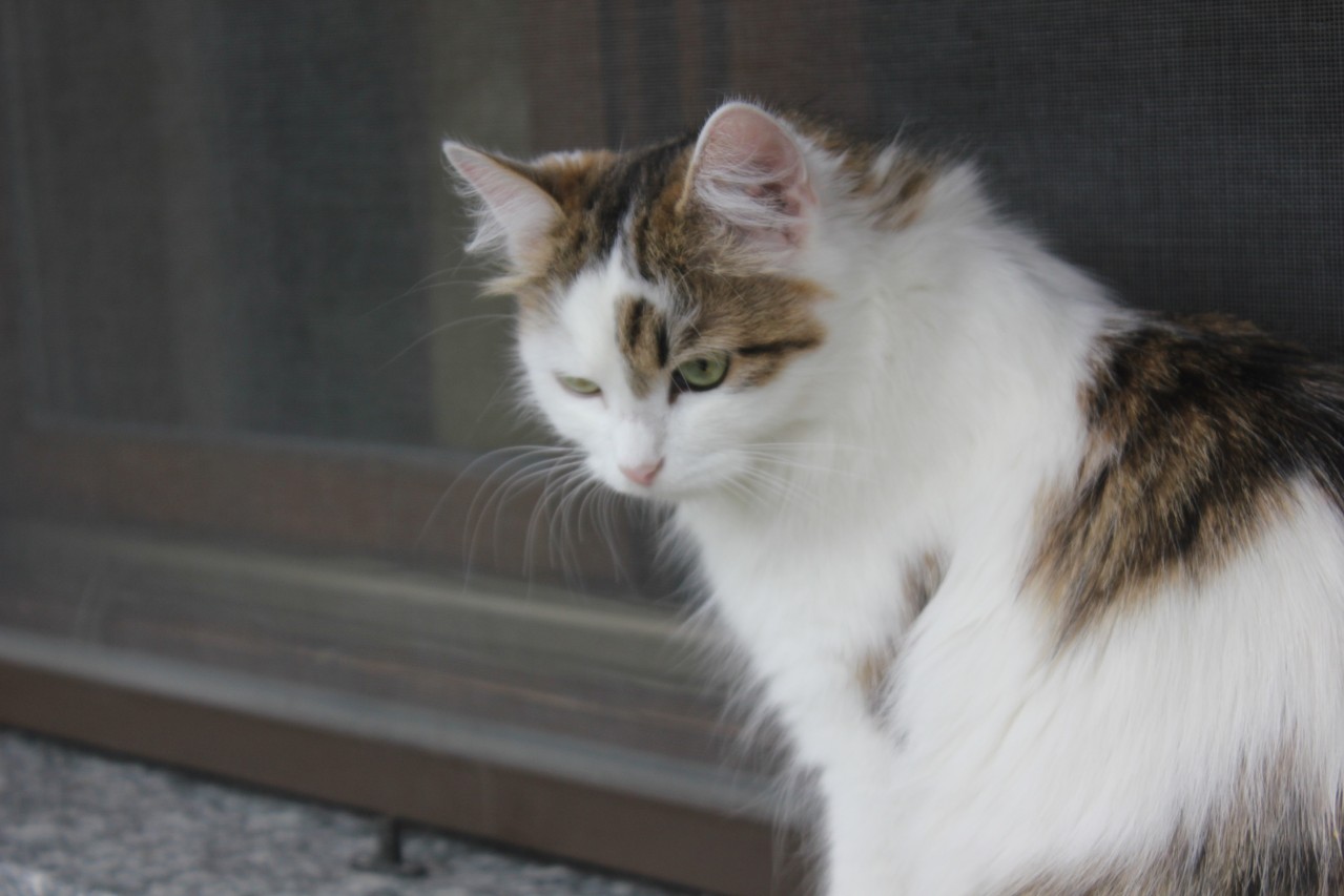 I Nostri Neutri Siberiani Di Sinfonia Felina