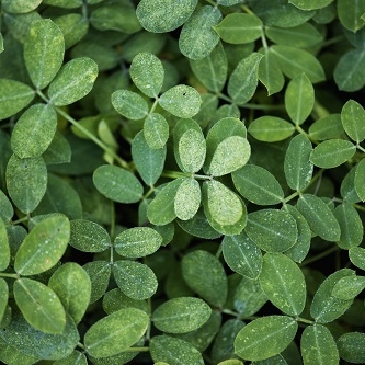 植物生態学