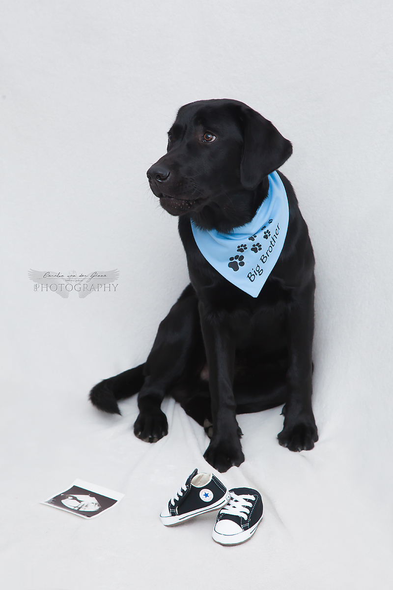 Hundefotografin / Hundefotograf - Densbüren