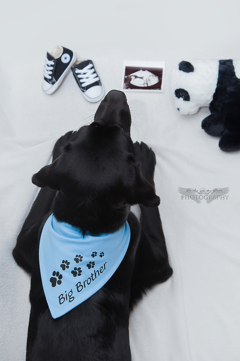 Fotoshooting mit Hund, Böztal