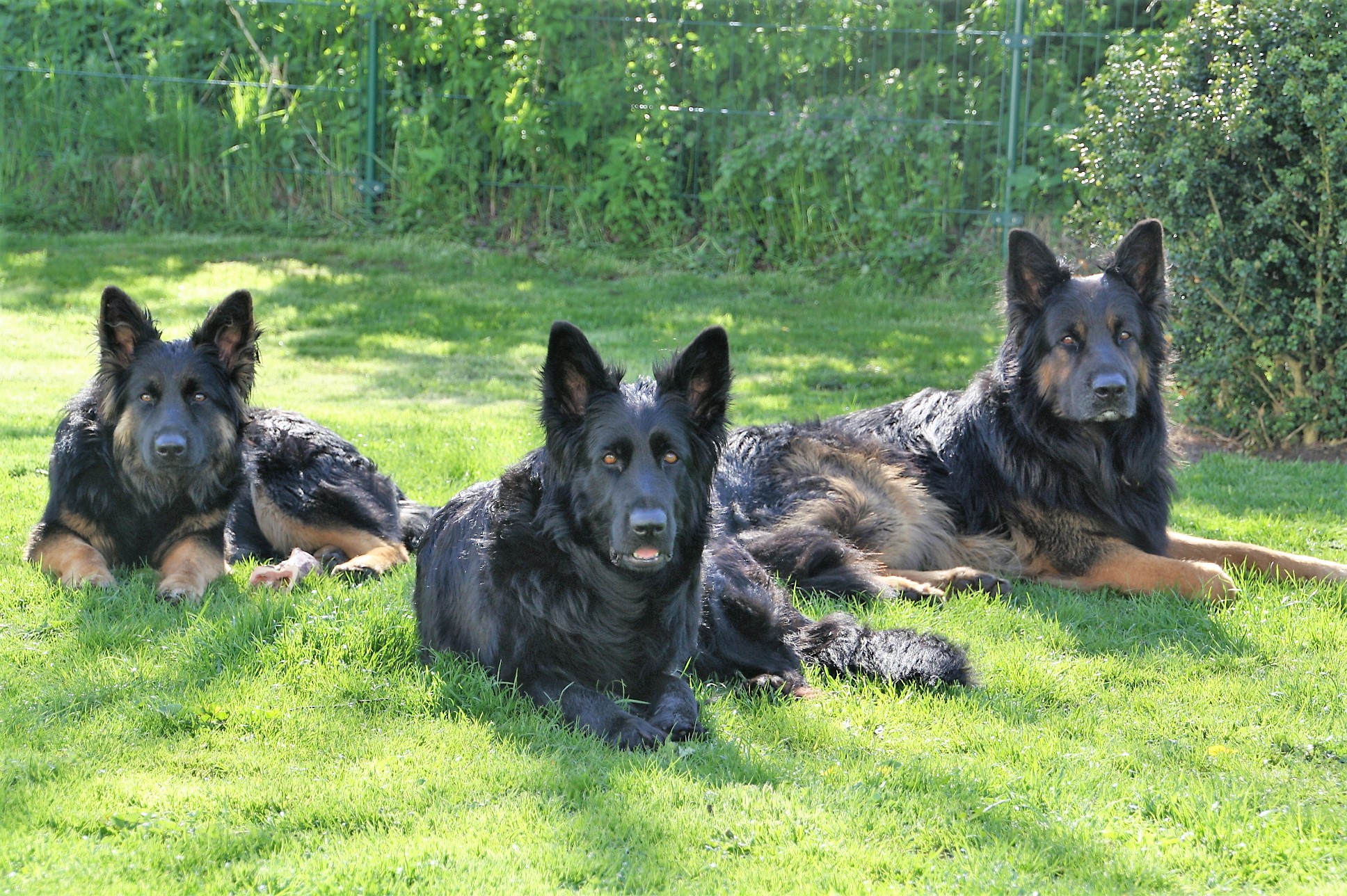 Altdeutsche Schäferhunde vom Bernsteinauge Altdeutsche Schäferhunde DDRLinie