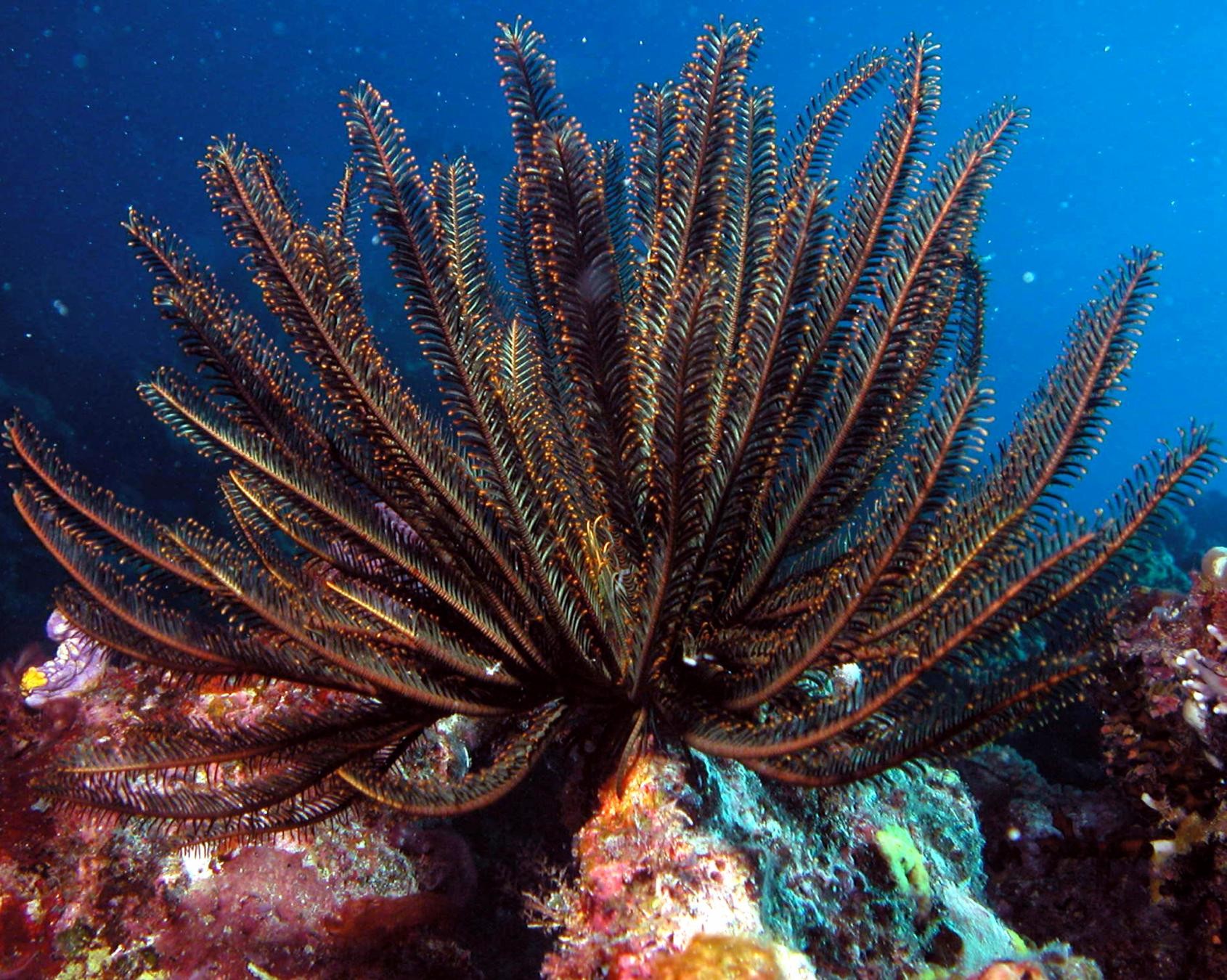 sea lilies black Acuariofilia al por mayor tropical f&p