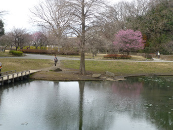 藤沢・新林公園の池