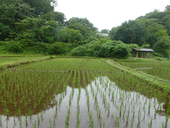 横浜市・舞岡公園の田んぼ