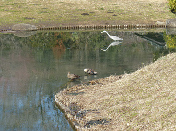 藤沢・新林公園の池と水鳥