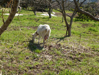 藤沢市・大庭の農家のヤギ