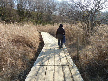 横浜市・舞岡公園の木道