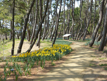 藤沢・辻堂海浜公園の松林