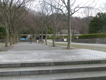 藤沢・新林公園の並木