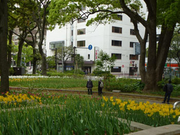 横浜市・横浜公園のチューリップまつりのなごり