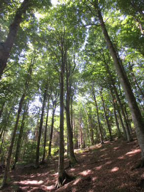 Vojak, Monte Maggiore, Istien, höchster Berg Istriens