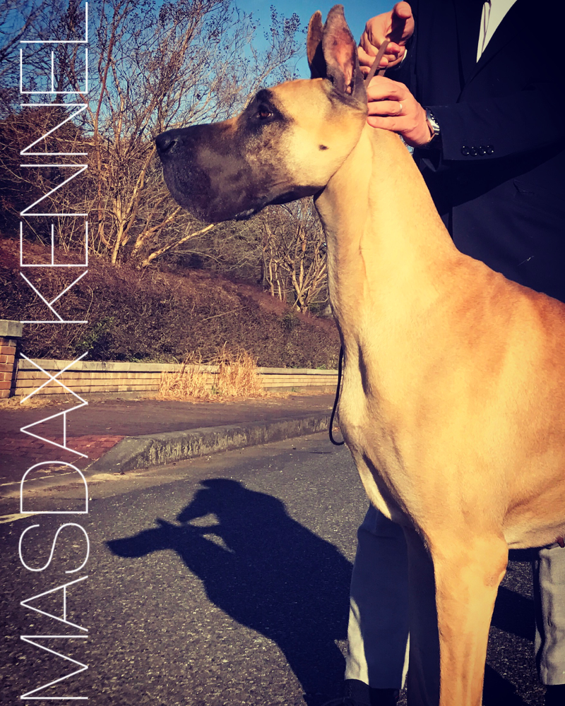 Masdax Kennel 福岡グレートデーンブリーダー フレンチブルドッグ トイプードルブリーダー Masdax ページ Masdax Kennel 福岡グレートデーンブリーダー フレンチブルドッグ トイプードルブリーダー Masdax ページ