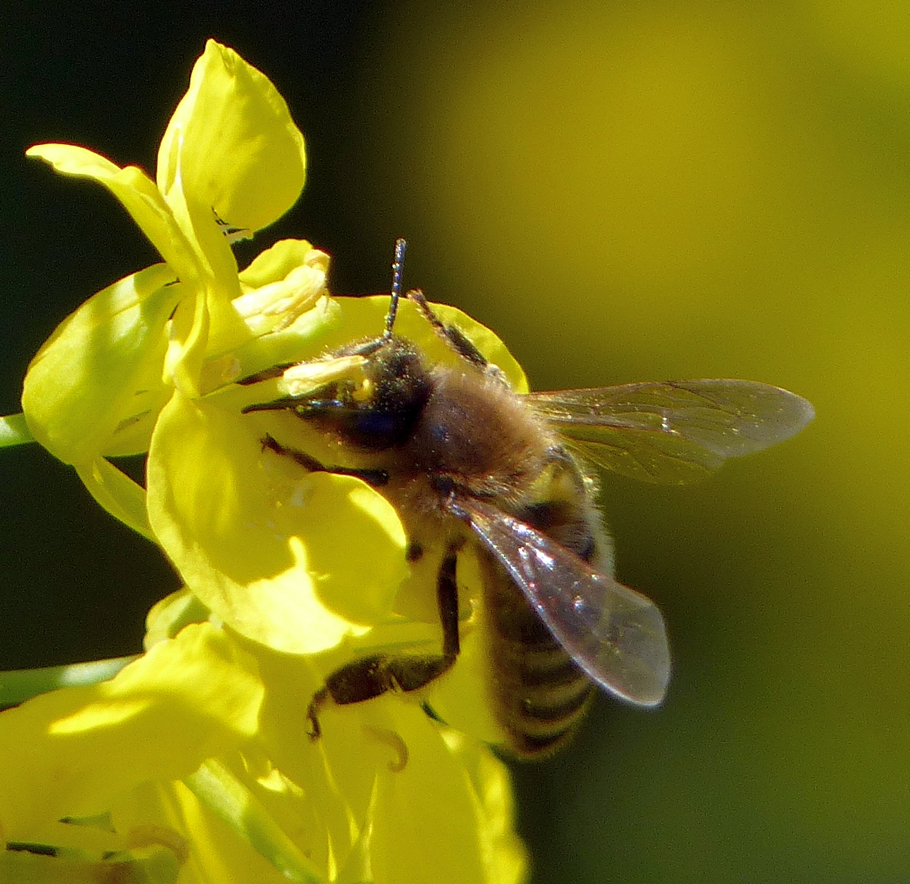 Unsere Bienen sorgen für Bienenwachs und Propolis