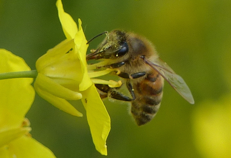 Unsere Bienen sorgen für Bienenwachs und Propolis