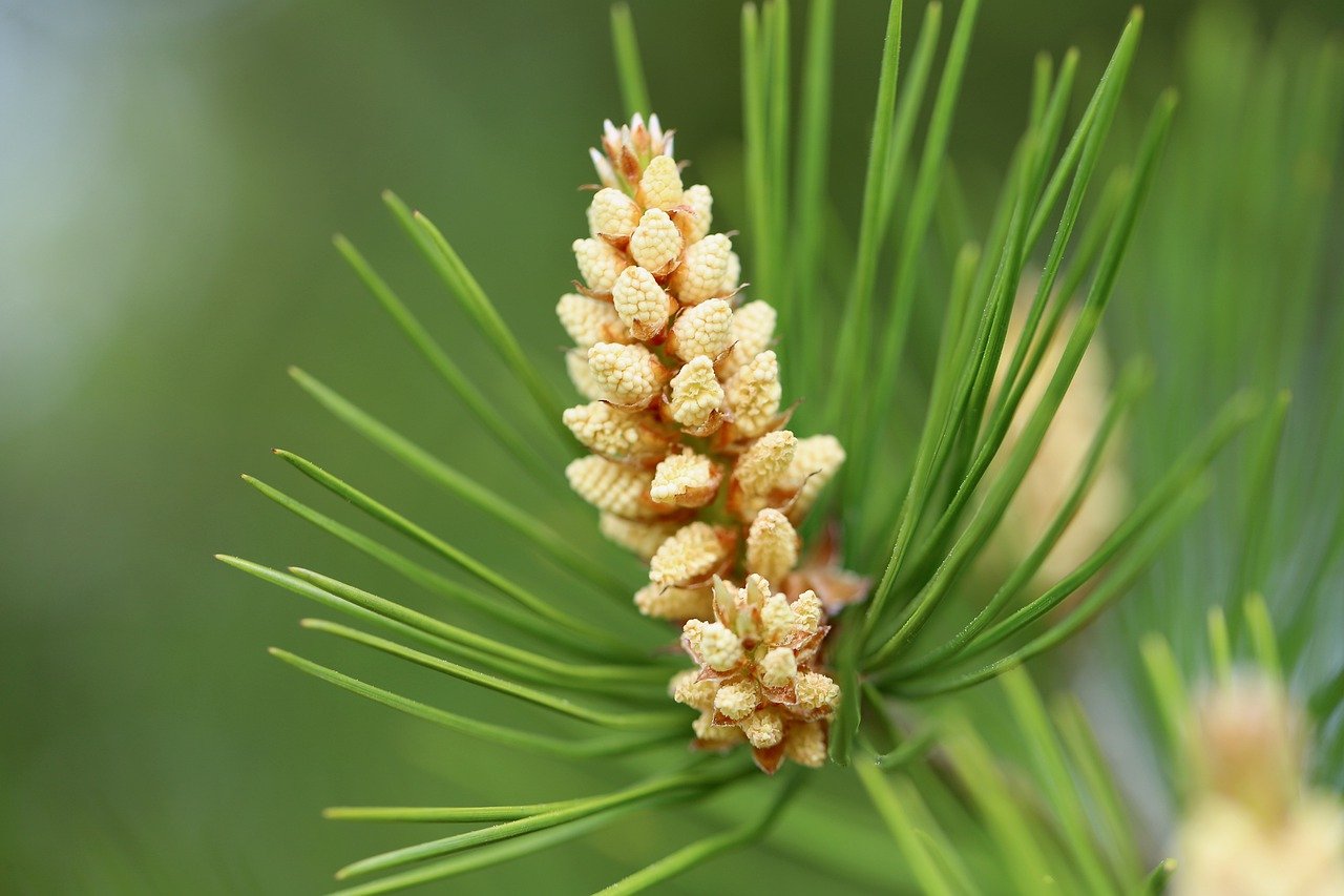 Schwarzkiefer (Pinus nigra)