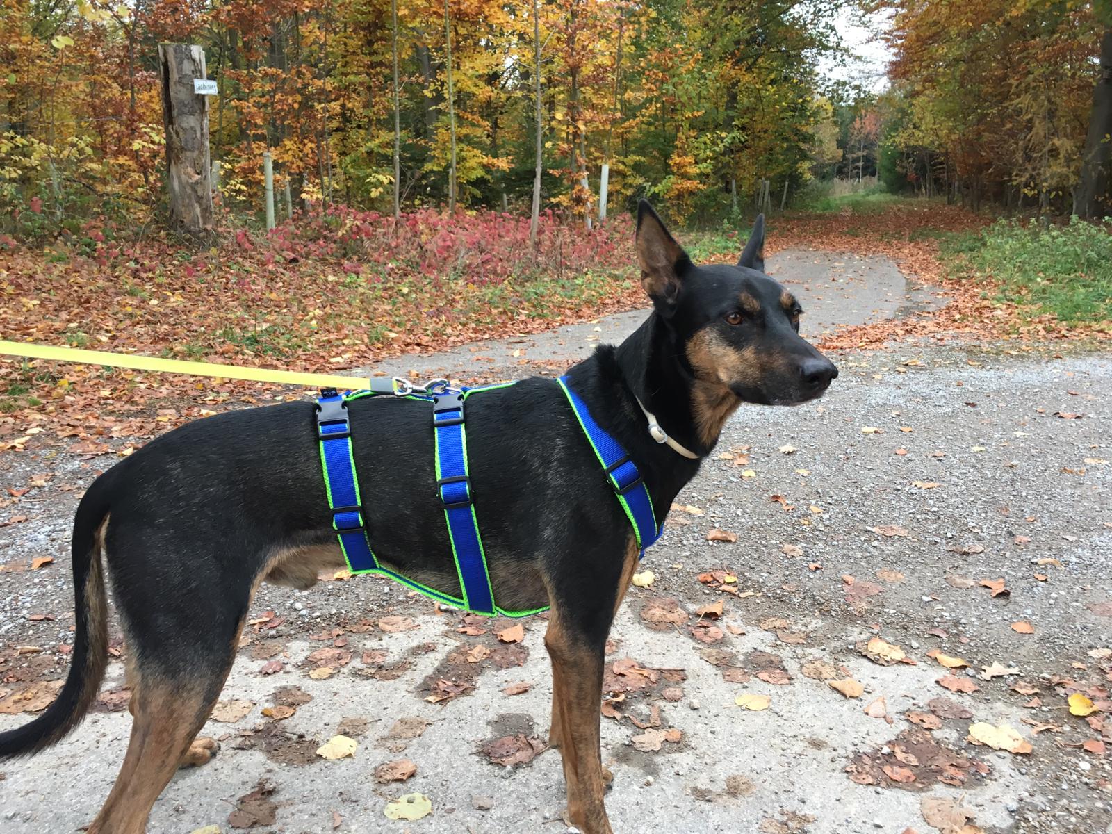 Sicherheitsgeschirr Softy Sicherheitsgeschirre für Hunde