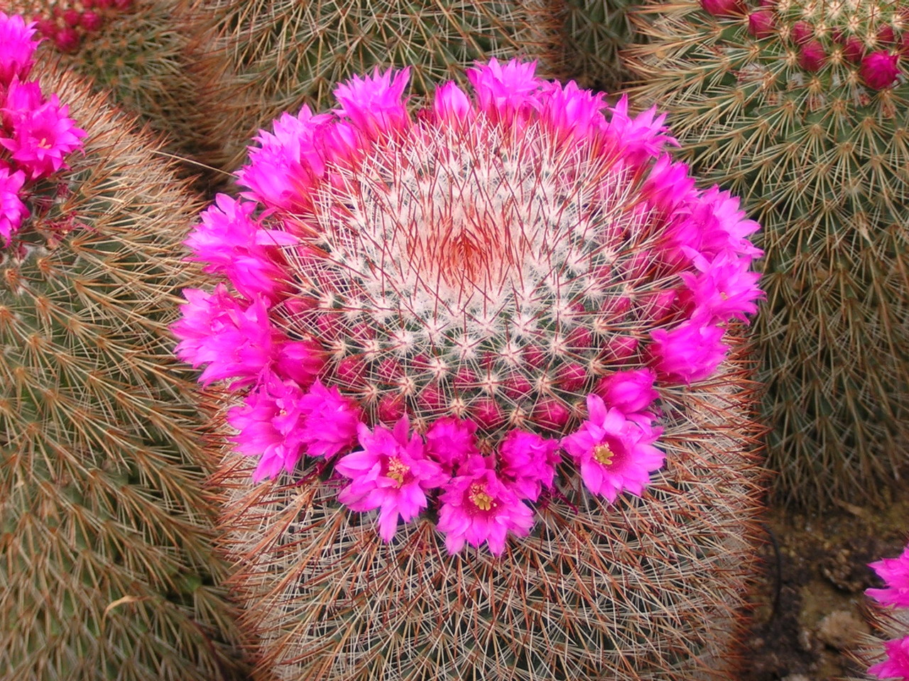 Photo Gallery Cactus サボテン - 小嶌カクタス PicoCacti HP Photo Gallery Cactus サボテン - 小嶌カクタス PicoCacti HP