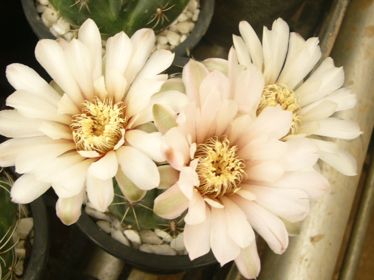 Photo Gallery Cactus サボテン - 小嶌カクタス PicoCacti HP