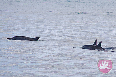 schwimmen mit Delfinen