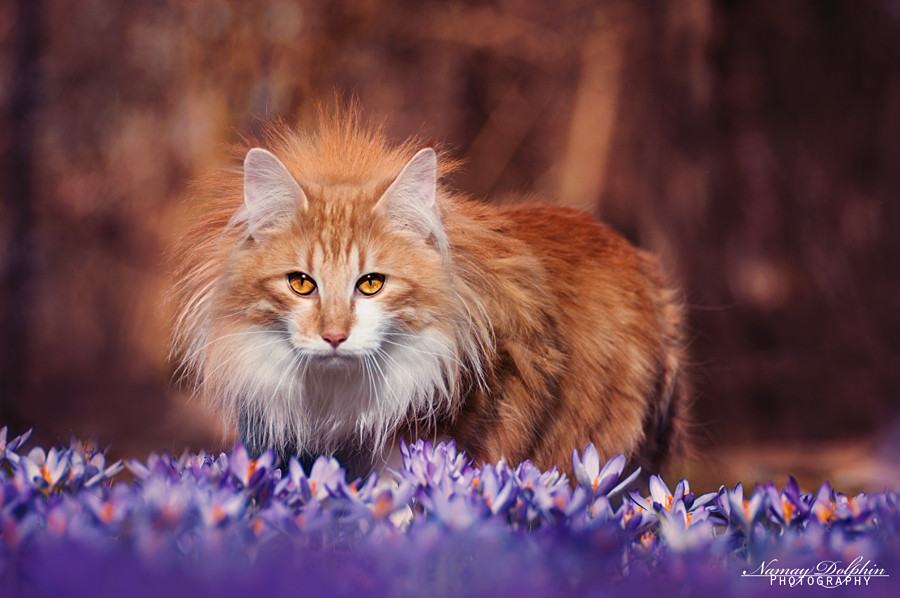 Norwegische Waldkatzen Züchter in Bayern, München, Verkauf, Kitten, Unsere Zucht