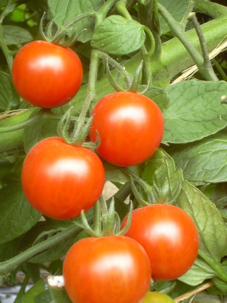 nos tomates cerises
