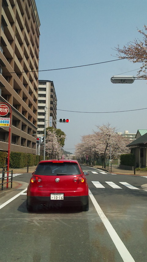 街中にもたくさんの桜・・・・