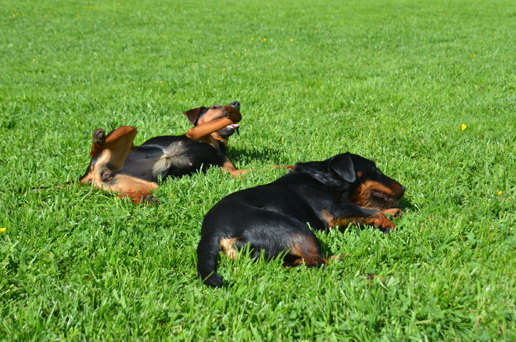 "tote Hunde"