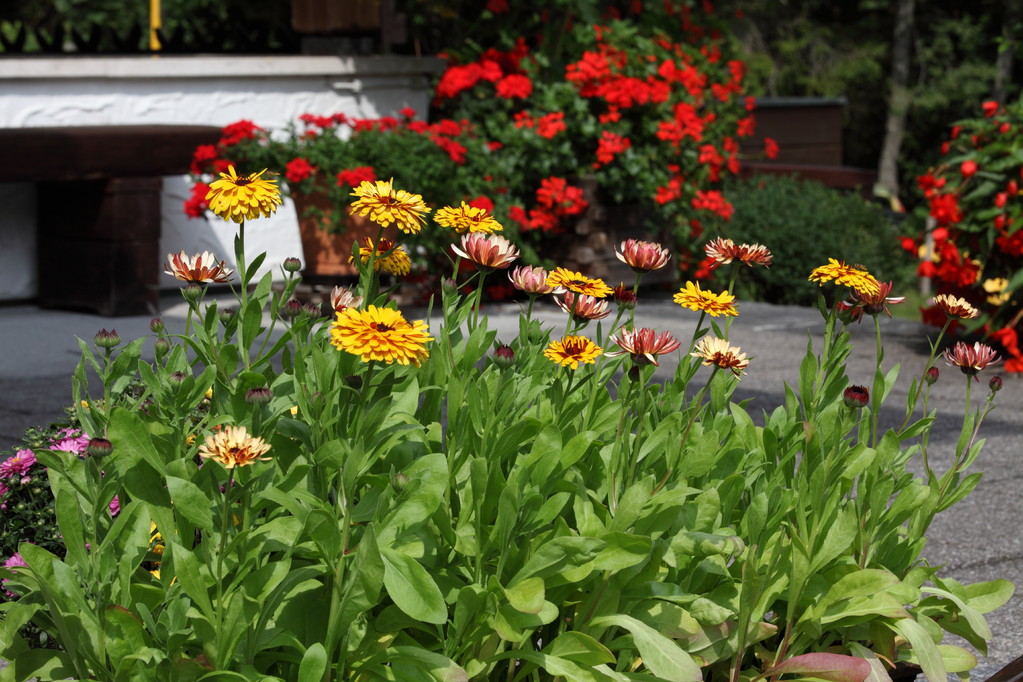 Blumen erfreuen immer
