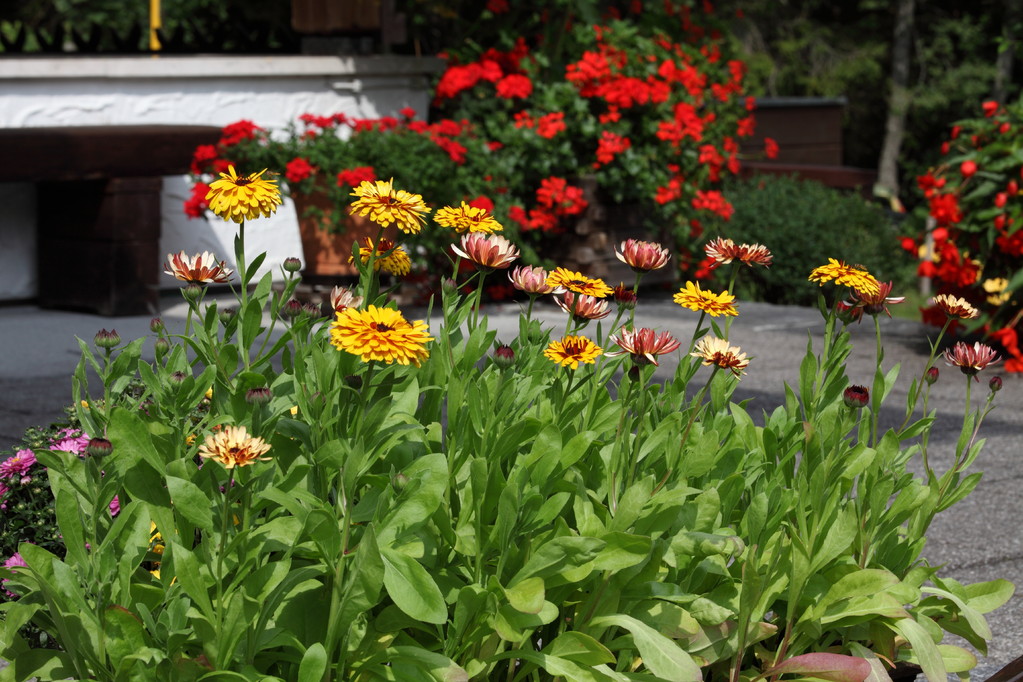 Blumen erfreuen immer