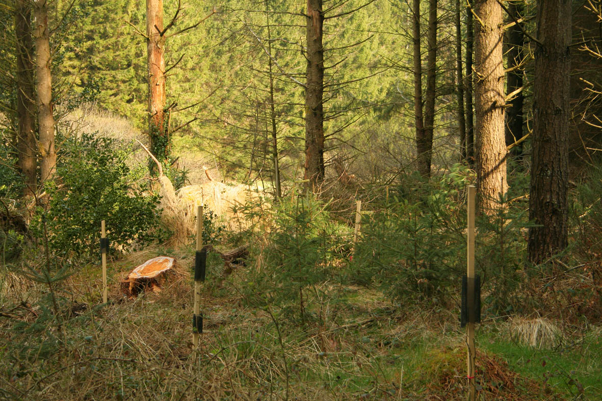 régénération et plantation mathias bonneau