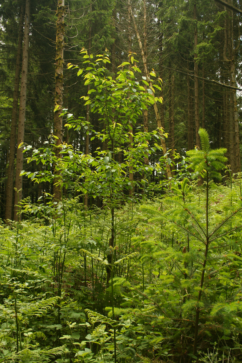 régénération et plantation mathias bonneau