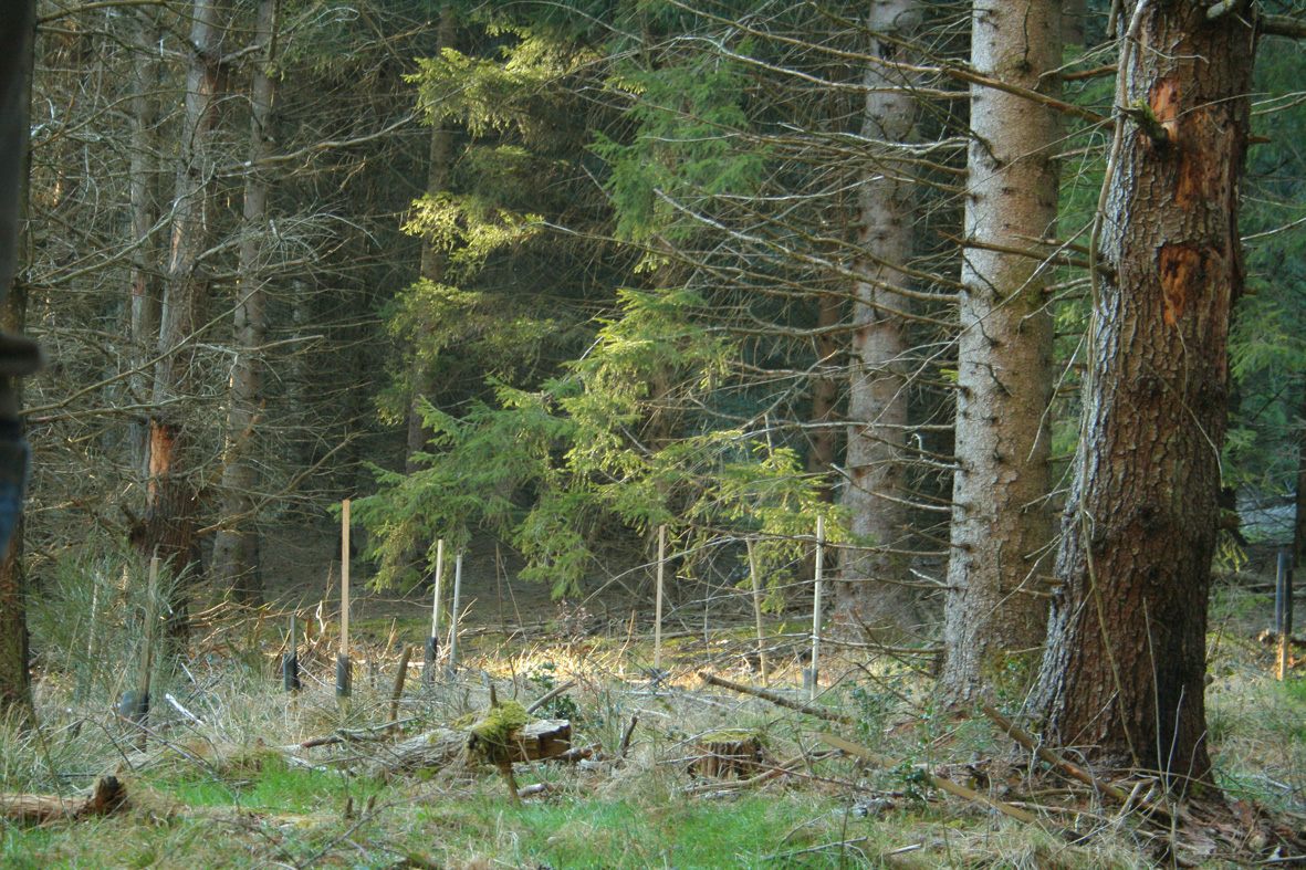 régénération et plantation mathias bonneau