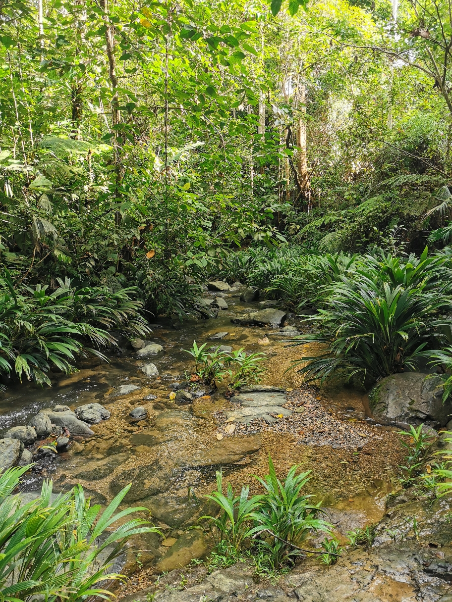 Dschungel - Panama - Camino Real