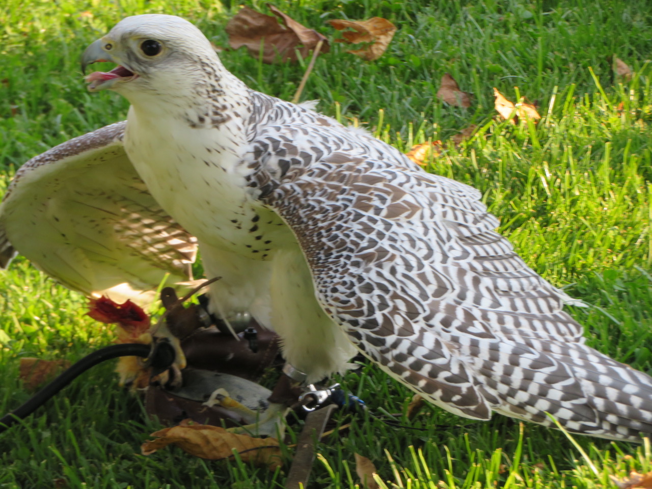 Ger-/Lannerfalke © Günther Weitzer