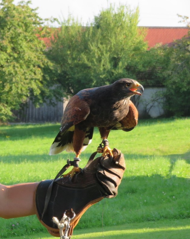 Bussard © Günther Weitzer