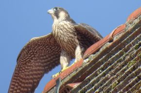 Wanderfalkennachwuchs, ©Elisabeth Naurath