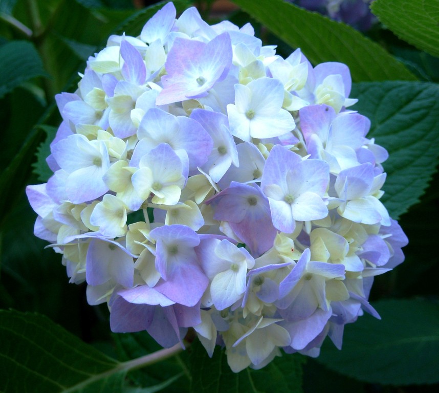 庭の６月