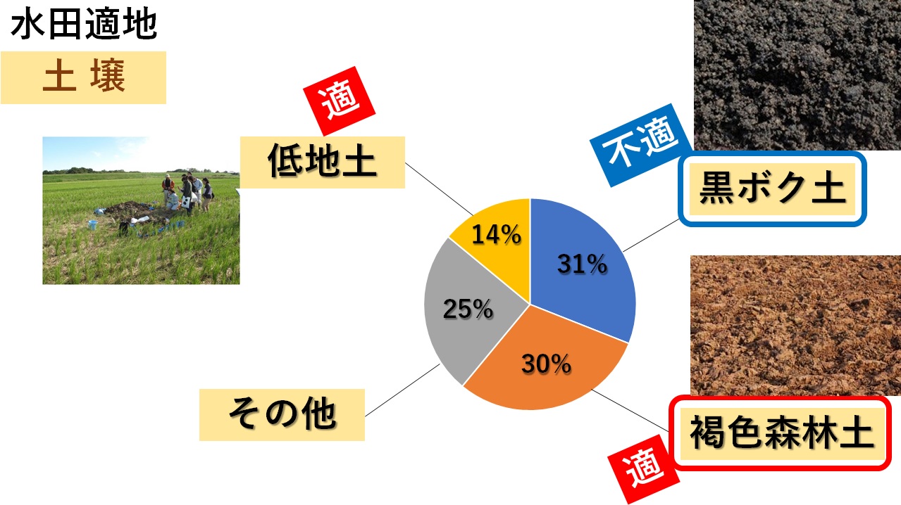 稲作の敵 黒ボク土 卑弥呼と魏志倭人伝