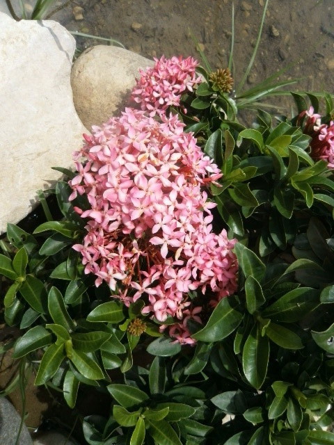 Fleurs du jardin