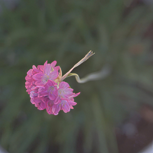 SONY α７R／Waltar Anastigmat １：4.5  f=7.5cm