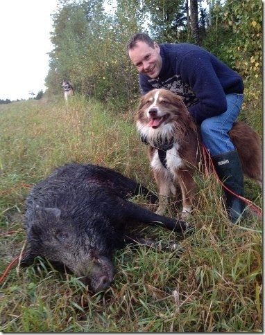 Balu's Sohn Leo aus Schweden war erfolgreich bei der Fährtensuche!