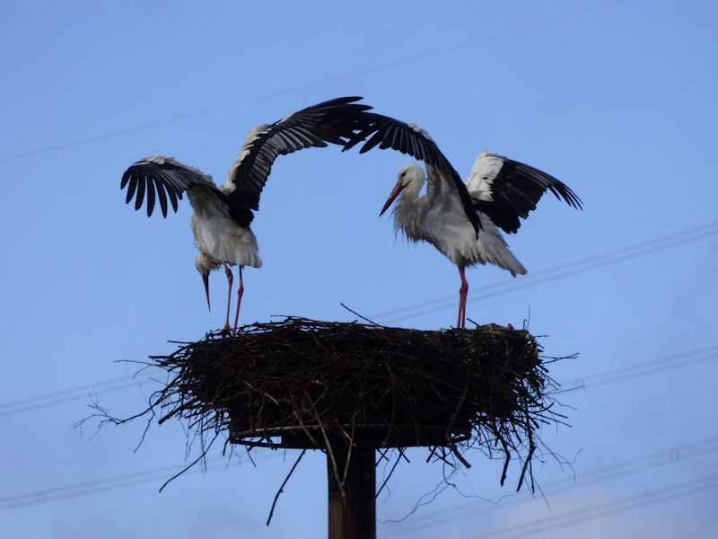 10. März: Trocknen nach Regenschauer im Hachborner Nest! - Foto: Miriam Wagner