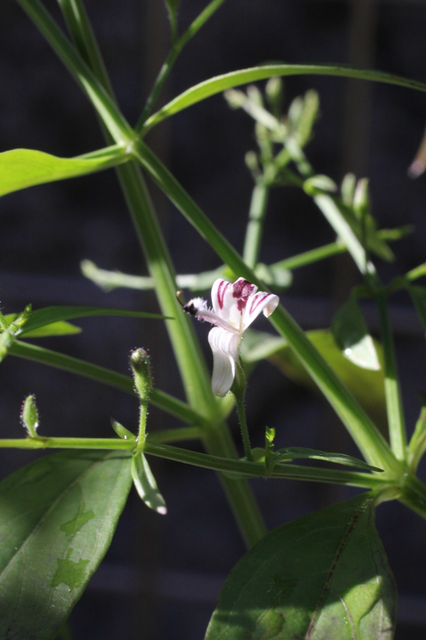 センシンレン（穿心蓮）の 花